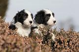 BEARDED COLLIE 097